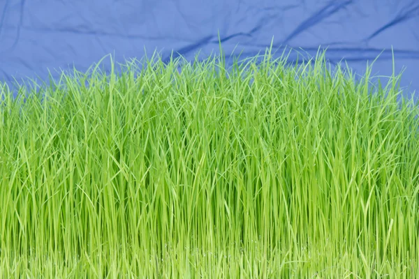 Mudas de arroz — Fotografia de Stock