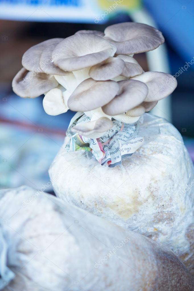 Oyster mushrooms cultivation on the plastic bag with mycelium