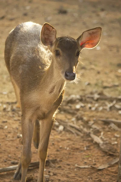 Deer in Thailand zoo — Stock Photo, Image