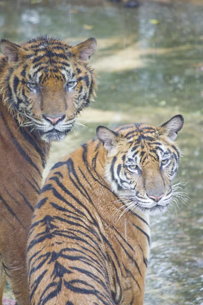Dva tygři — Stock fotografie
