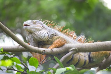 ağaç üzerinde oturan iguana sürüngen