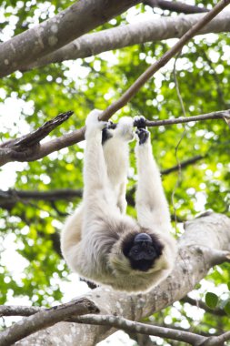 Beyaz kişili gibbon