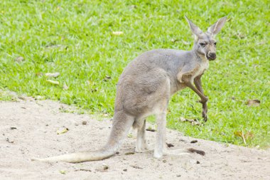 kanguru