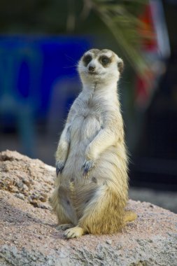 Keresindemirket veya Suricate (Suricata suricatta)