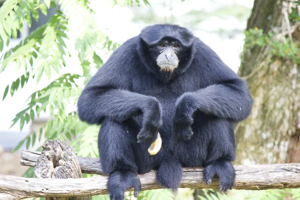 Gibón siamang — Foto de Stock