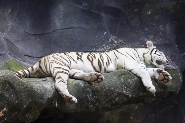 Velký bílý tygr detailní portrét — Stock fotografie