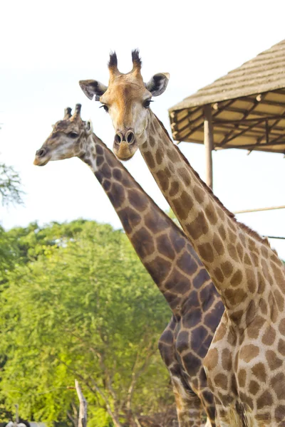 Giraffe in een dierentuin — Stockfoto