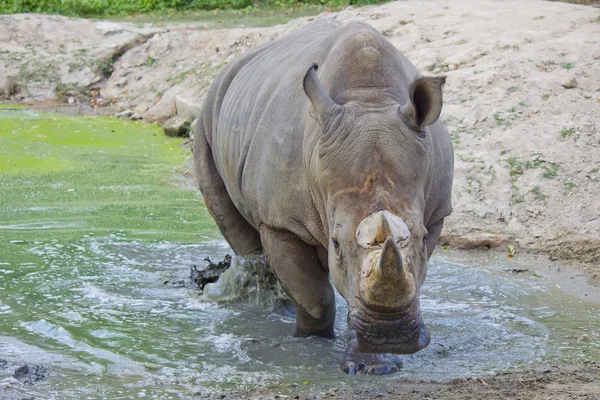 Rhinocerous ζώο — Φωτογραφία Αρχείου
