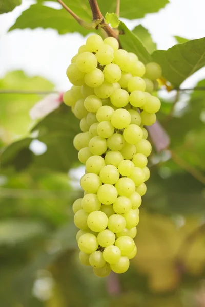 На дереве созревают виноград без семян — стоковое фото