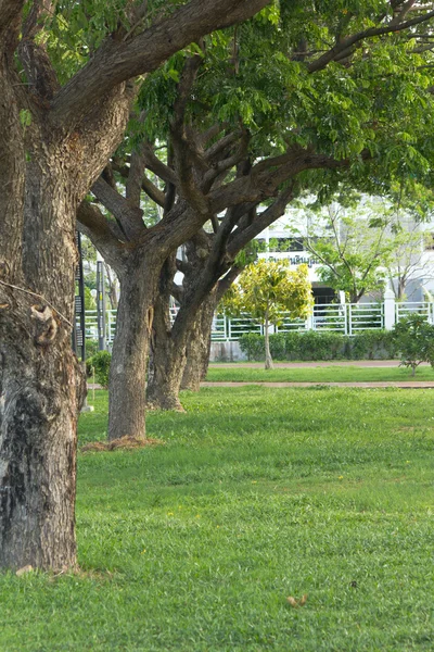 Árbol —  Fotos de Stock