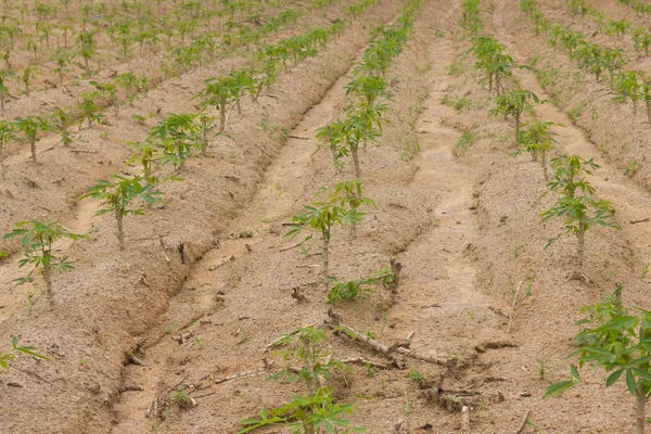 Yong cassava tree in the farm — Stock Photo, Image