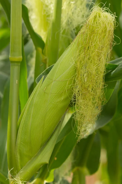Green blooms corn in the field — Stock Photo, Image