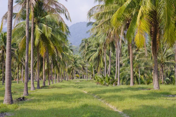 ココナッツの木々 の行に配置されました。 — ストック写真