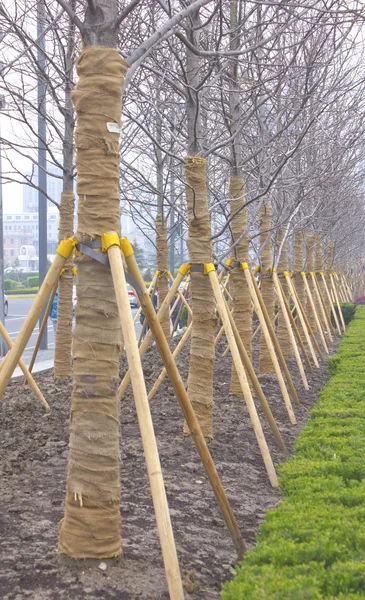 Linden-tree trees lined up at nursery — Stock Photo, Image