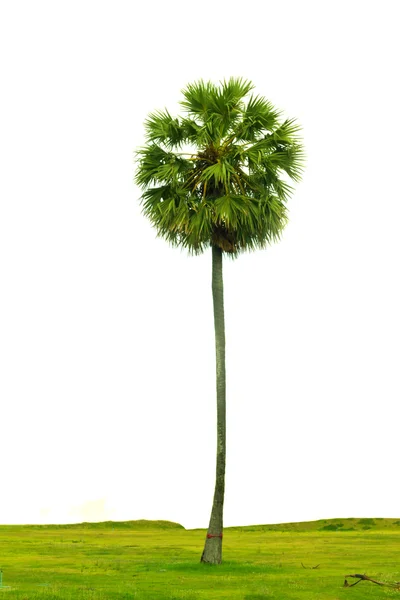 Şeker palmiye ağacı ve mavi gökyüzü — Stok fotoğraf
