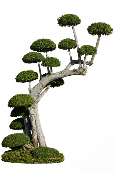 Trpasličí strom na bílém pozadí — Stock fotografie