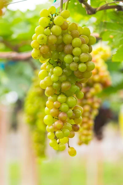 Raisins sans pépins mûrissent sur l'arbre — Photo