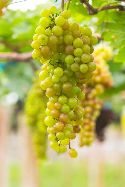 Uvas sin semillas maduran en el árbol — Foto de Stock