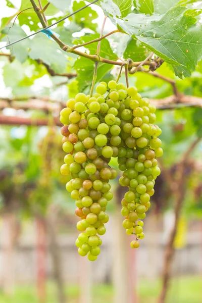 Seedless grapes ripen on the tree — Stock Photo, Image