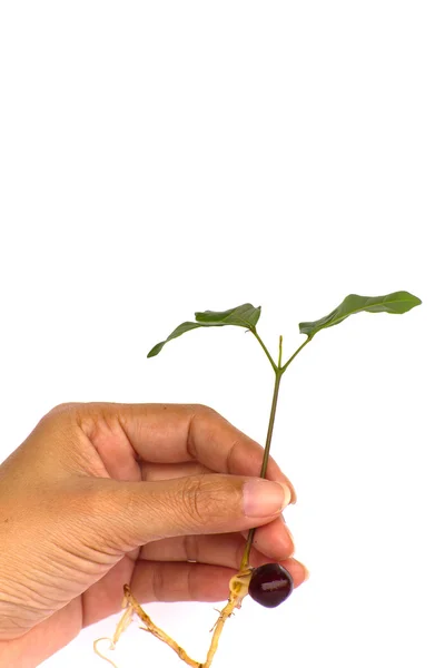 白い背景の上に木を植える手 — ストック写真