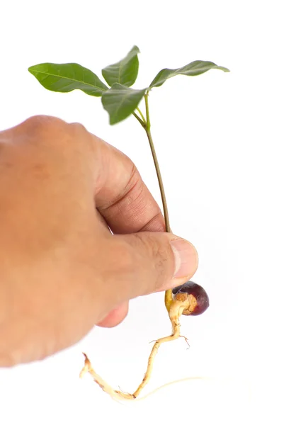 Hand Planting trees on white background — Stock Photo, Image