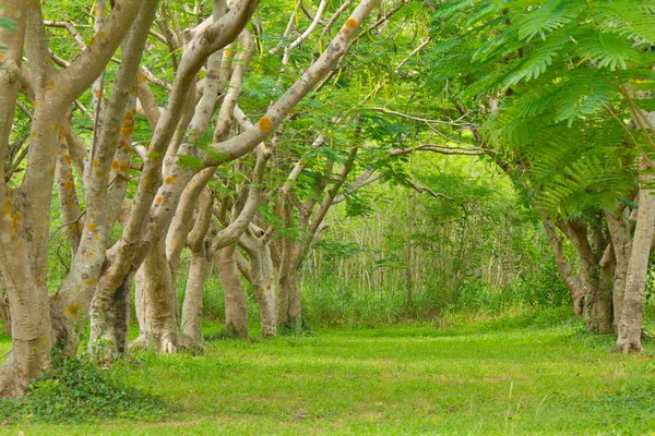 Foresta con erba verde e alberi — Foto Stock