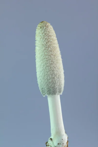 Fermer champignon — Photo