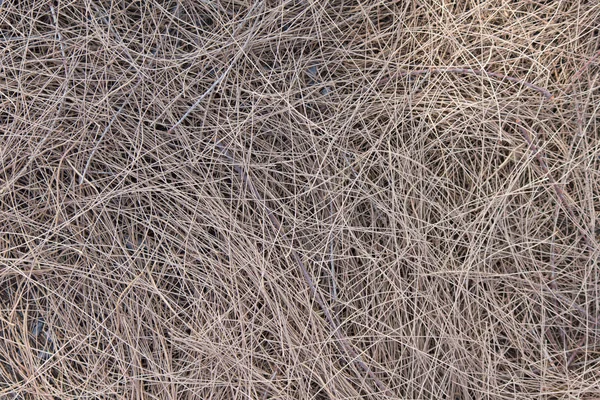 Gedroogd pijnboom bladeren naalden patroon achtergrondstructuur — Stockfoto