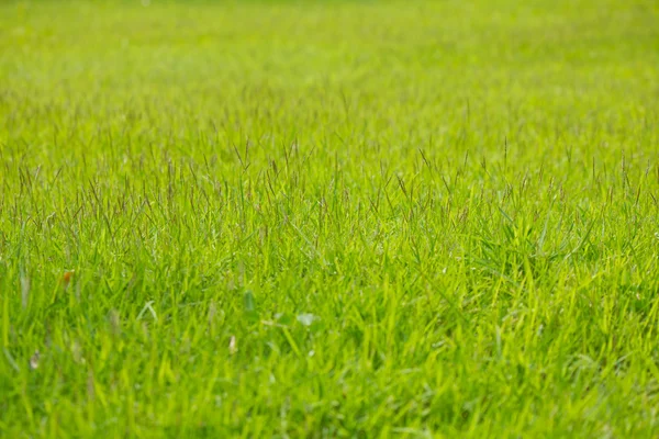 Green grass background — Stock Photo, Image