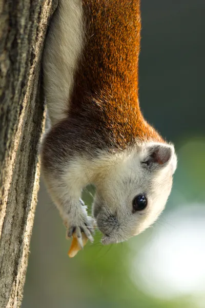 Squirrel climbing on tree and eating — Stock Photo, Image