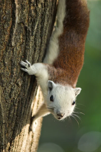 Squirrel climbing on tree and looking — Stock Photo, Image