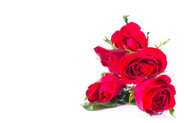 Red rose on white background — Stock Photo, Image