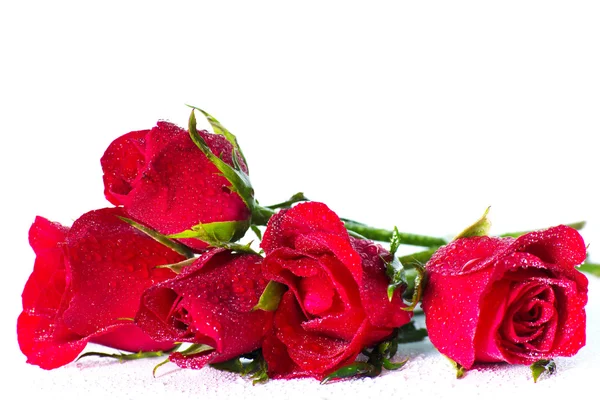 Red rose on white background — Stock Photo, Image