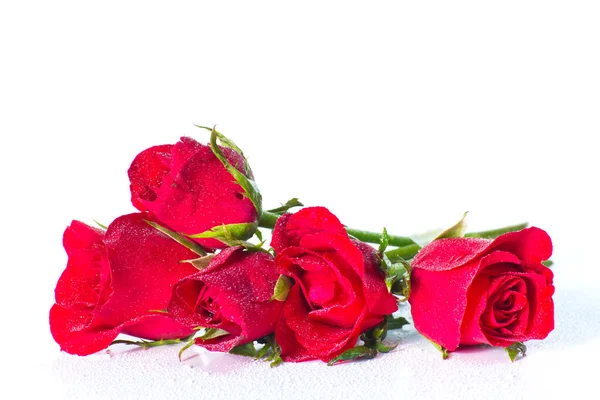 Red rose on white background — Stock Photo, Image