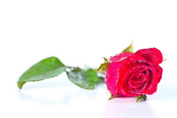 Red rose on white background — Stock Photo, Image