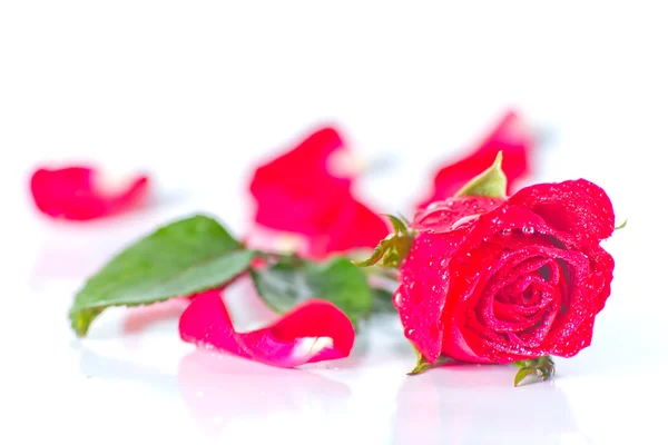 Červená růže na bílém pozadí — Stock fotografie