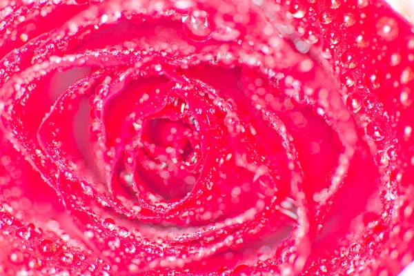 Red rose — Stock Photo, Image