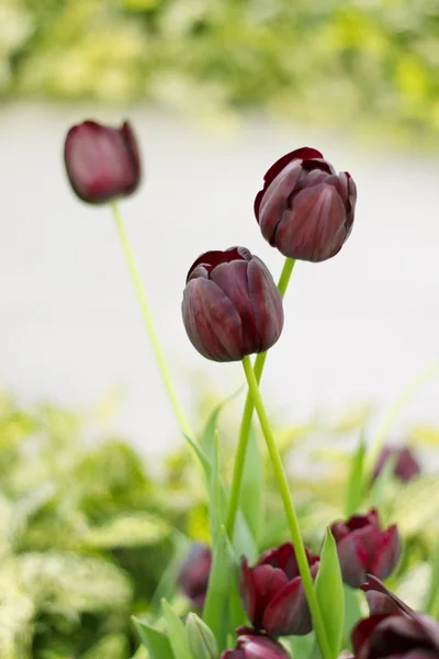 Schöne bunte Tulpen — Stockfoto