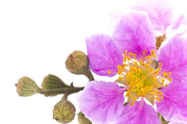 cananga odorata çiçekler, Tayland çiçek tabak beyaz zemin üzerine