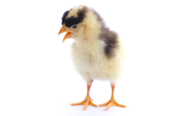 Bunte niedliche kleine Baby-Huhn vor weißem Hintergrund — Stockfoto