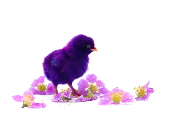 Cute little baby chicken against white background — Stock Photo, Image