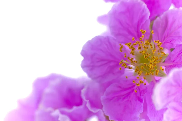 Cananga odorata fiori, Thai Flower Tabak su sfondo bianco — Foto Stock