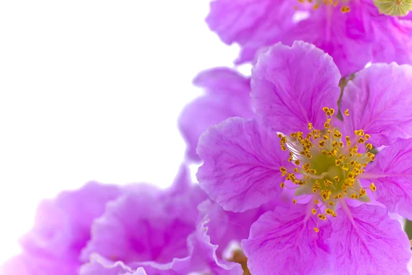 Cananga odorata fiori, Thai Flower Tabak su sfondo bianco — Foto Stock