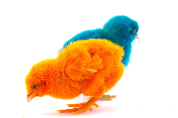 Colorido lindo bebé pollo contra fondo blanco — Foto de Stock