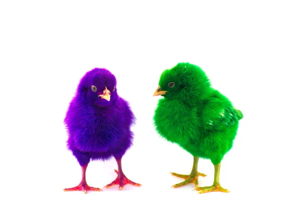 Colorato carino piccolo pollo bambino contro sfondo bianco — Foto Stock