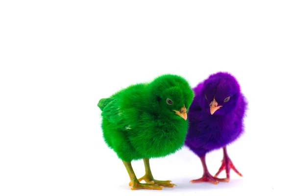 Bunte niedliche kleine Baby-Huhn vor weißem Hintergrund — Stockfoto