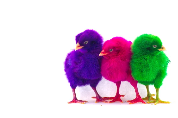 Bunte niedliche kleine Baby-Huhn vor weißem Hintergrund — Stockfoto