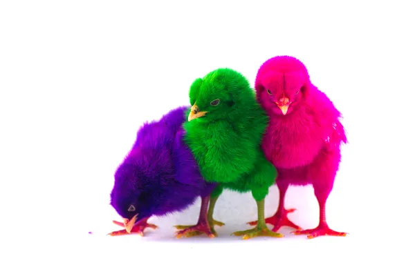 Colorido lindo bebé pollo contra fondo blanco —  Fotos de Stock