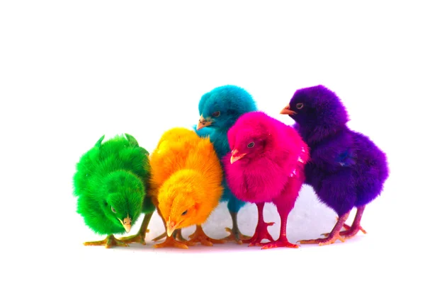 Bunte niedliche kleine Baby-Huhn vor weißem Hintergrund — Stockfoto