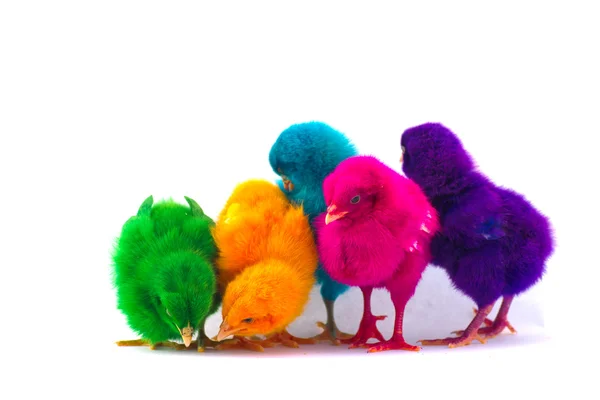 Bunte niedliche kleine Baby-Huhn vor weißem Hintergrund — Stockfoto